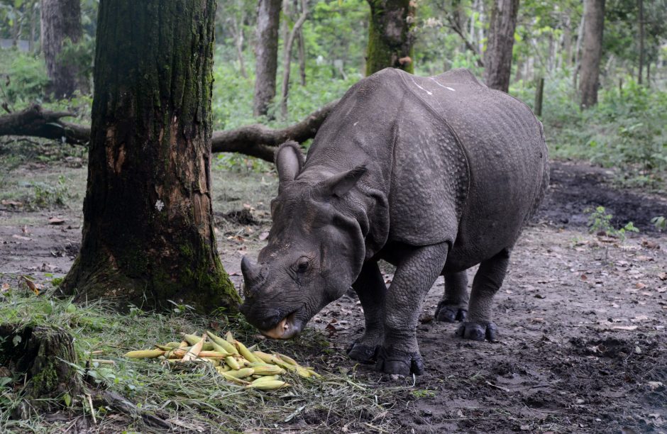 JAV zoologijos sodas surengė pirmąją šalyje raganosių ragų deginimo akciją