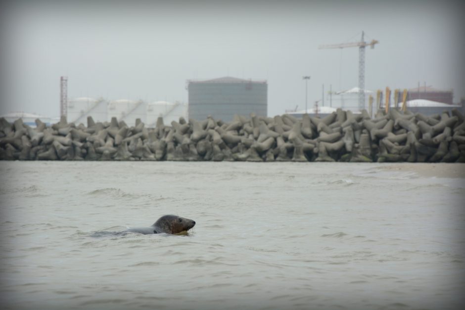 Jūrų muziejus Baltijos jūrai grąžino dešimt ruoniukų