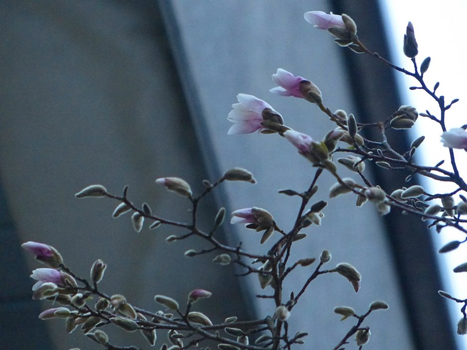Japoniškos magnolijos pražydo anksčiau