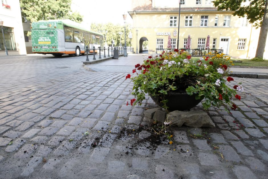 Vandalai – prieš senamiesčio gėles: šįkart užkliuvo pelargonijos