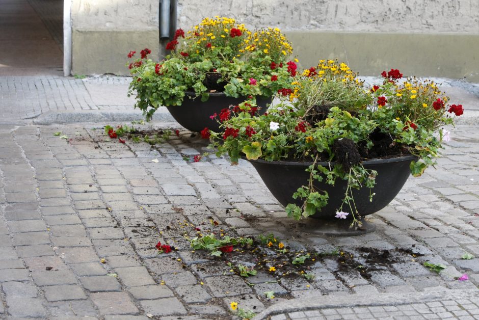 Vandalai – prieš senamiesčio gėles: šįkart užkliuvo pelargonijos