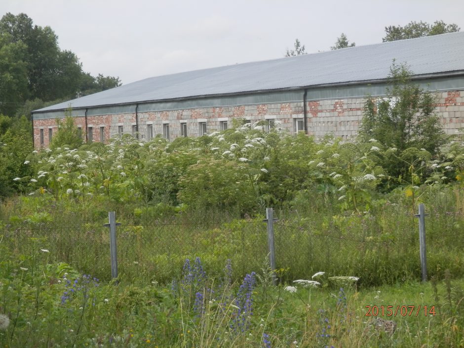 Uostamiestyje rado Sosnovskio barščių plantaciją