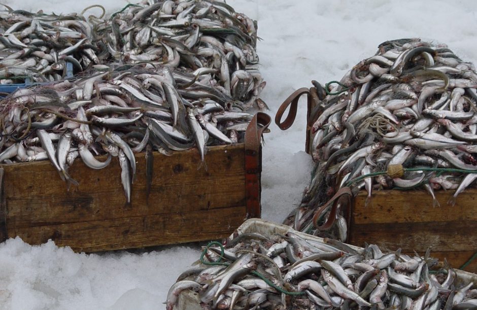Baltijos jūroje – laisvesnė stintų žvejyba
