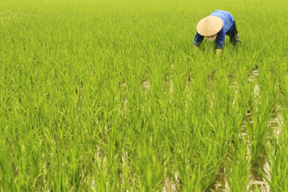 Vietnamas stabdo ryžių eksportą