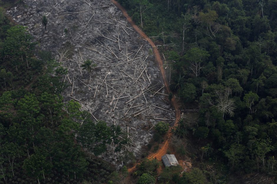 Perspėja: Brazilijos Amazonės miškų naikinimas spartėja