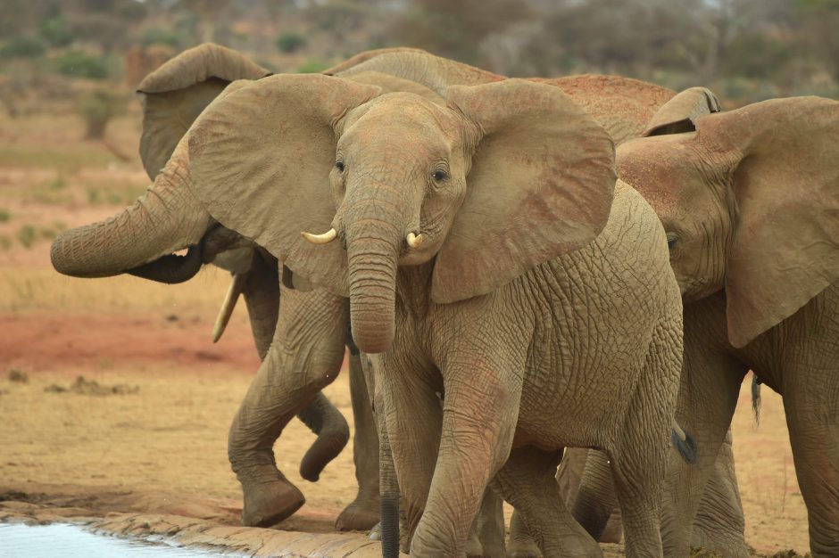 Botsvanoje nugalabyta beveik 100 dramblių