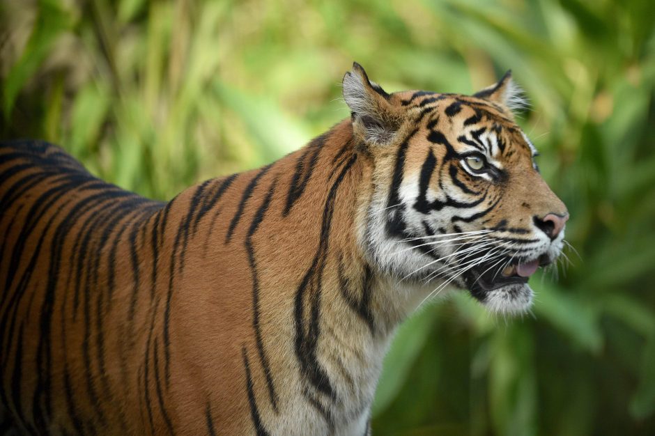 Indonezijoje sumatrinis tigras sudraskė ūkininką