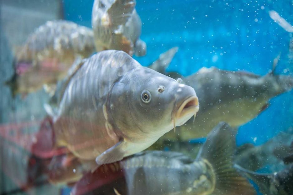 Žuvies augintojai paaiškino, kodėl žiemą karpiai būna patys skaniausi