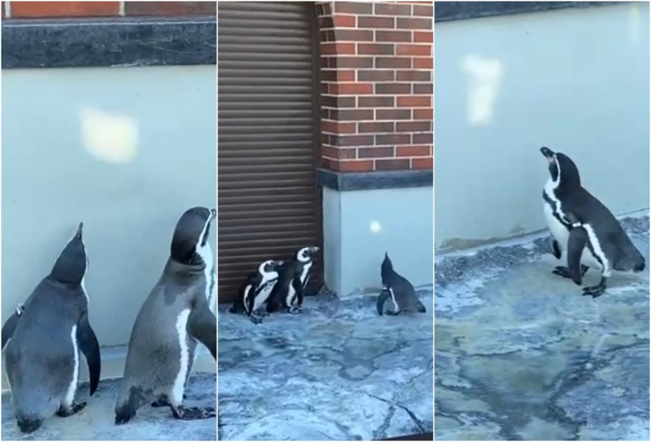 Klaipėdiečius pralinksmino pingvinai: gaudė saulės zuikučius