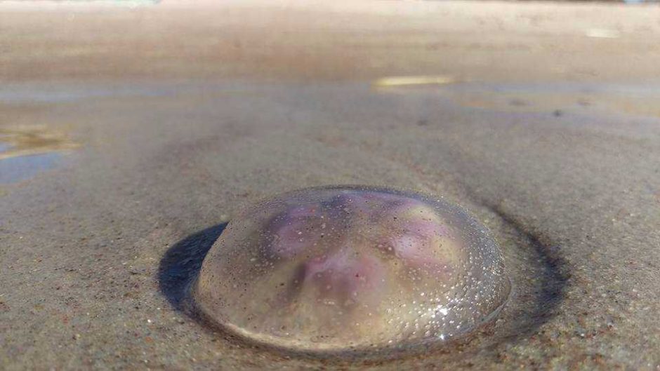 Smiltynės paplūdimį nusėjo milžiniškos medūzos
