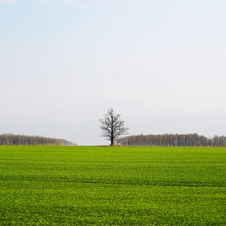 Didelių investuotojų vilionė – sklypų katalogas, greitos procedūros