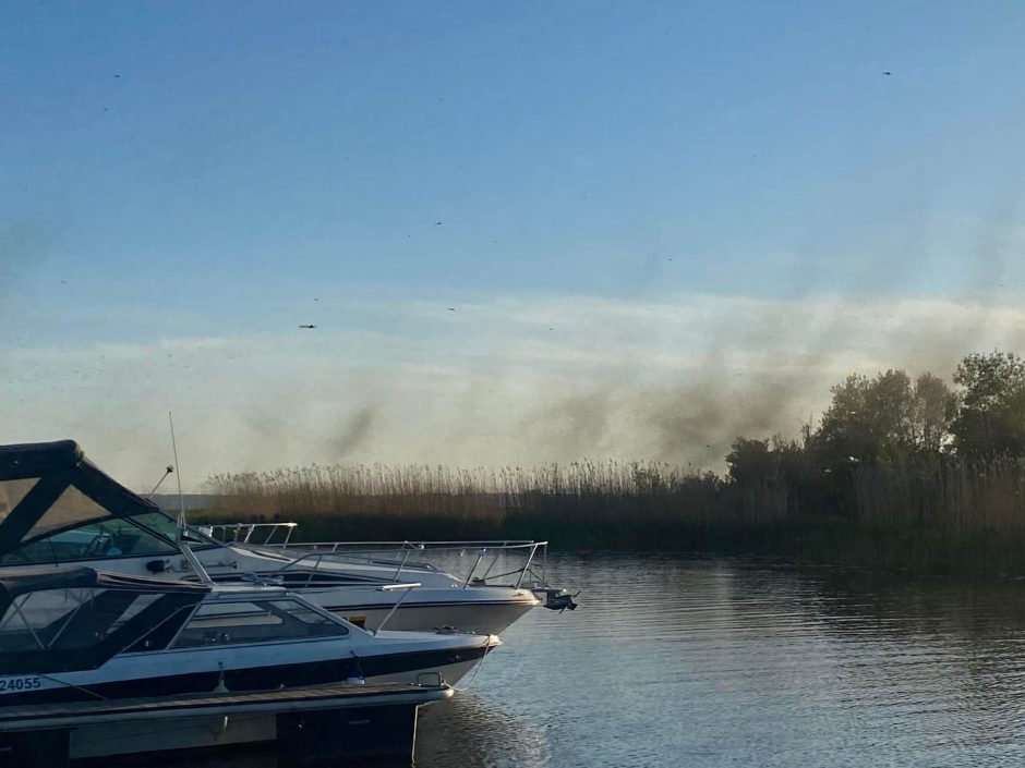 Virš Kuršių marių – trūklių spiečiai