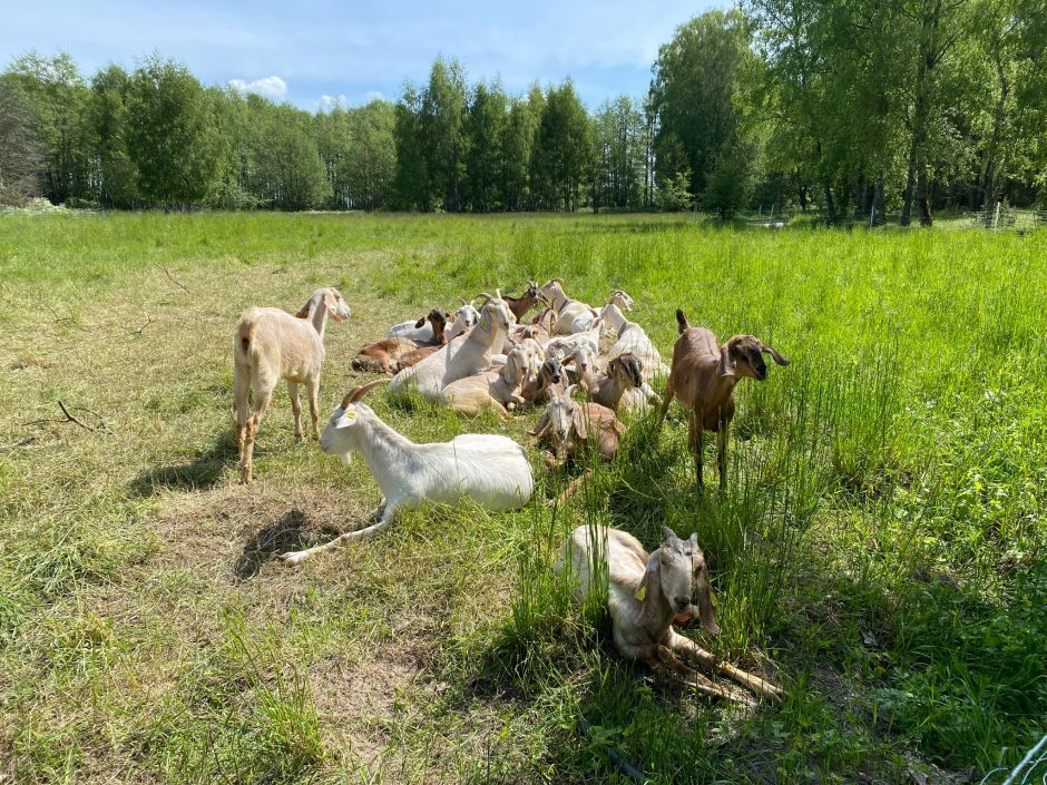 Kuršių nerijos pievas „šienauja“ ožkos ir avys