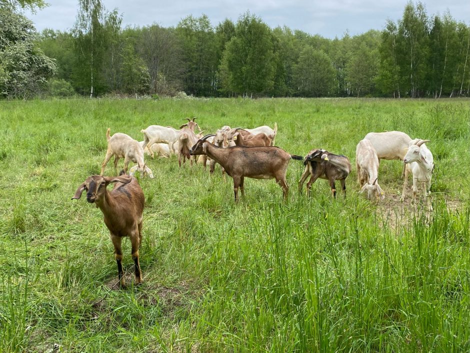 Kuršių nerijos pievas „šienauja“ ožkos ir avys