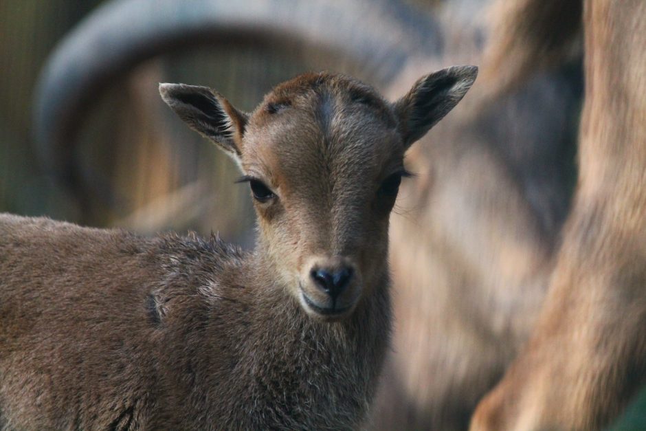 Zoologijos sode Kaune – maži stebuklai