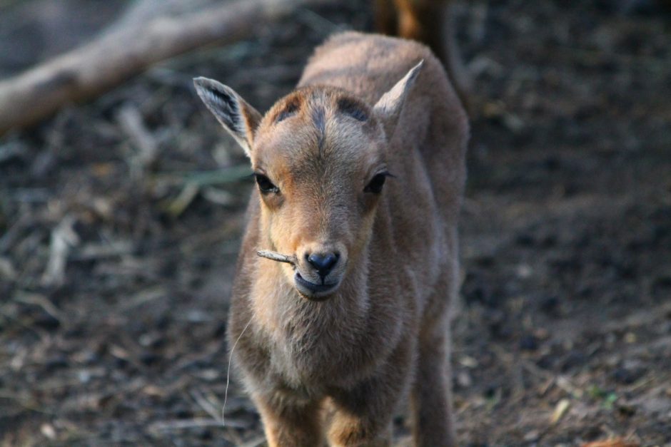 Zoologijos sode Kaune – maži stebuklai