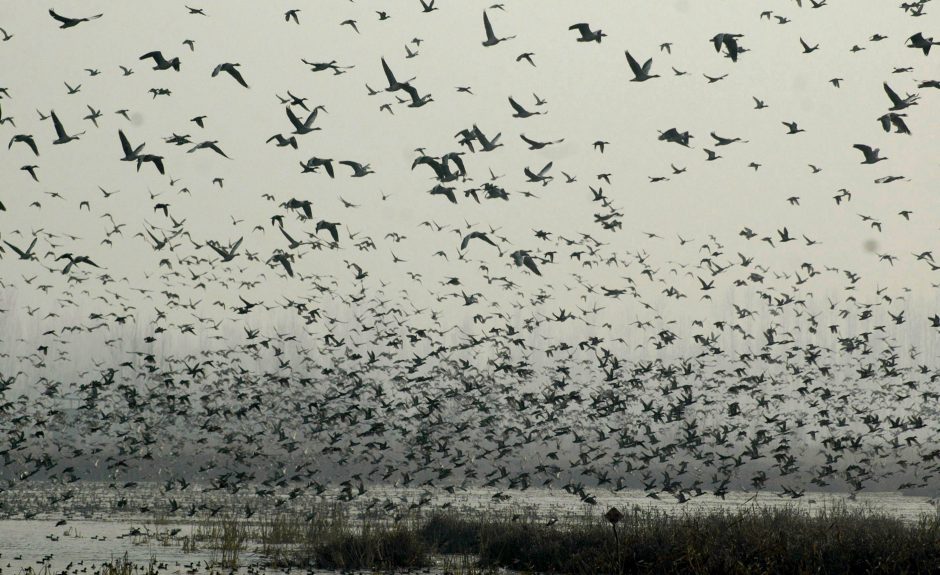 Didėja paukščių gripo grėsmė: prasidėjo pavasarinė migracija