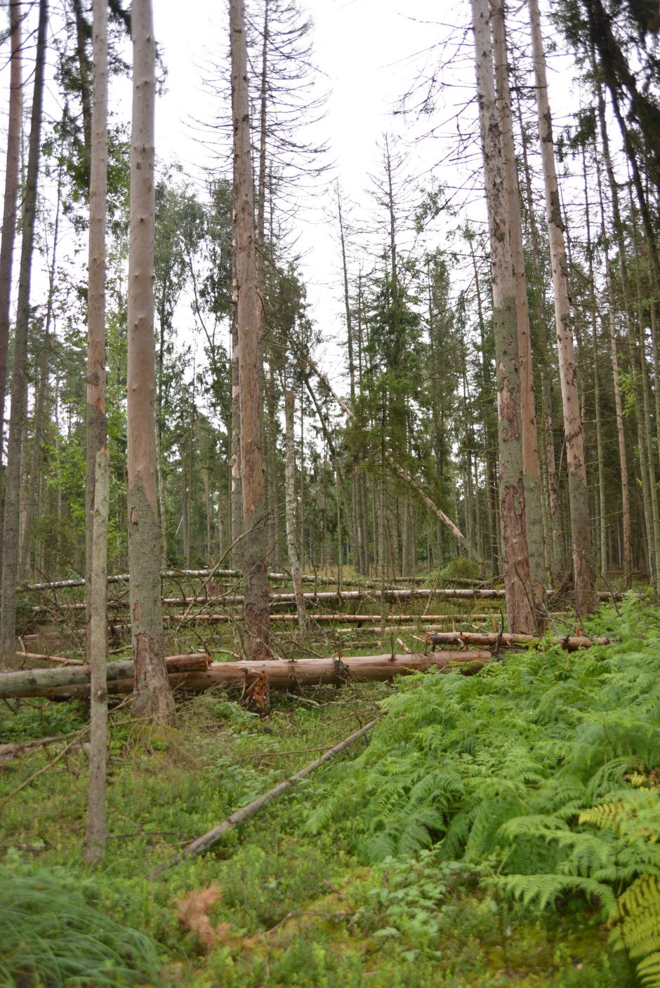 Miškininkai gelbės spygliuočių medynus nuo medžių kamienų kenkėjo