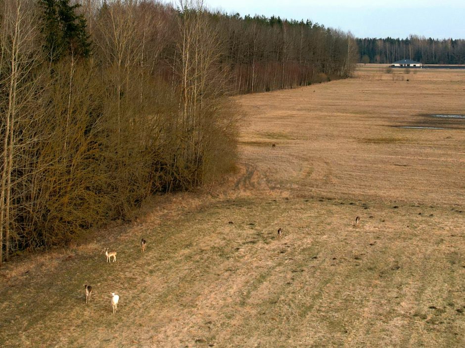 Danielių būryje užfiksavo baltą atžalą