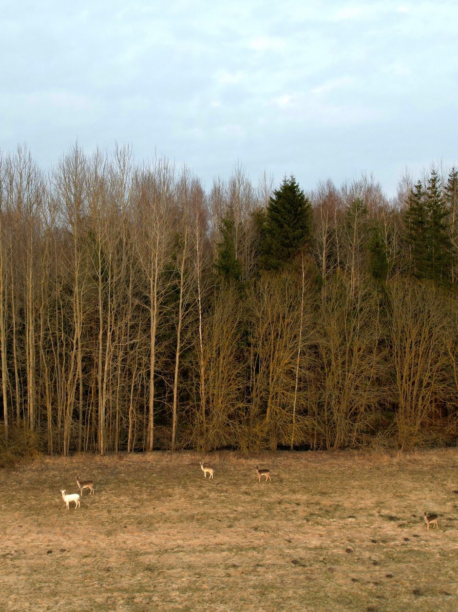 Danielių būryje užfiksavo baltą atžalą