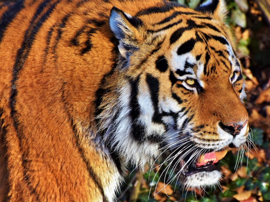 Indijoje medžiojamas aštuonis žmones sudraskęs tigras
