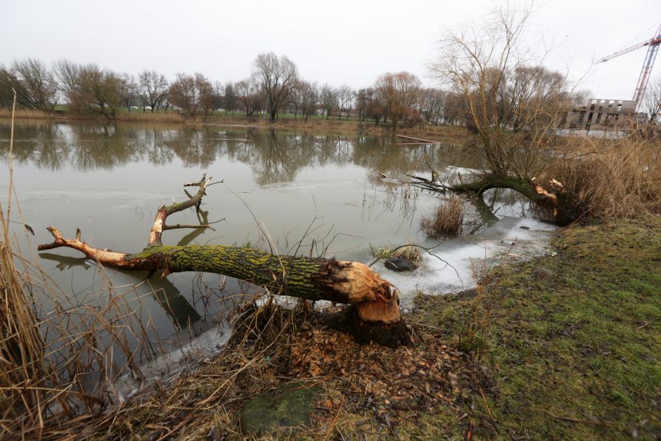 Klaipėdos Malūnų parke bebrai nugraužė 17 medžių 