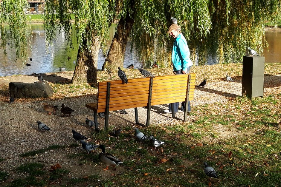 Neįtikėtinas vaizdelis: Kalniečių parke vyrui ant galvos nutūpė balandis (nuotraukos)