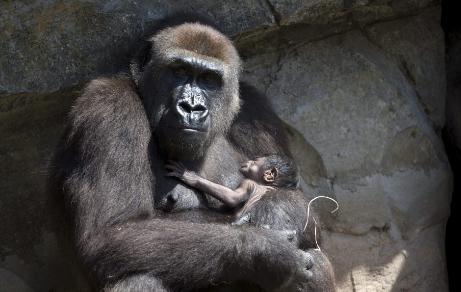 JAV zoologijos sode pasaulio šviesą išvydo retos gorilos jauniklis