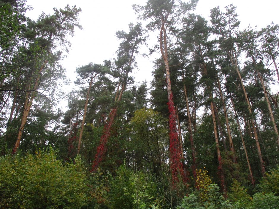 Trakų ir Šalčininkų rajonų miškuose artėjama prie stichinės nelaimės