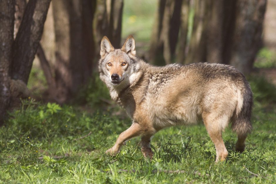 Aplinkos ministerija naują sezoną siūlo leisti sumedžioti 341 vilką