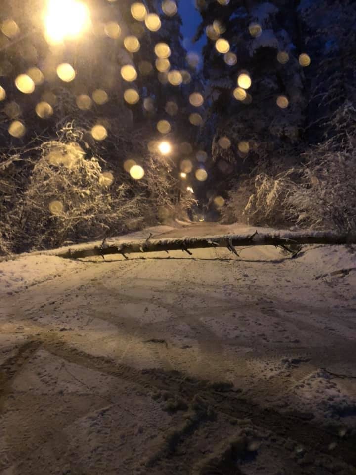 Sostinės Vingio parke ant vyro užvirto medis