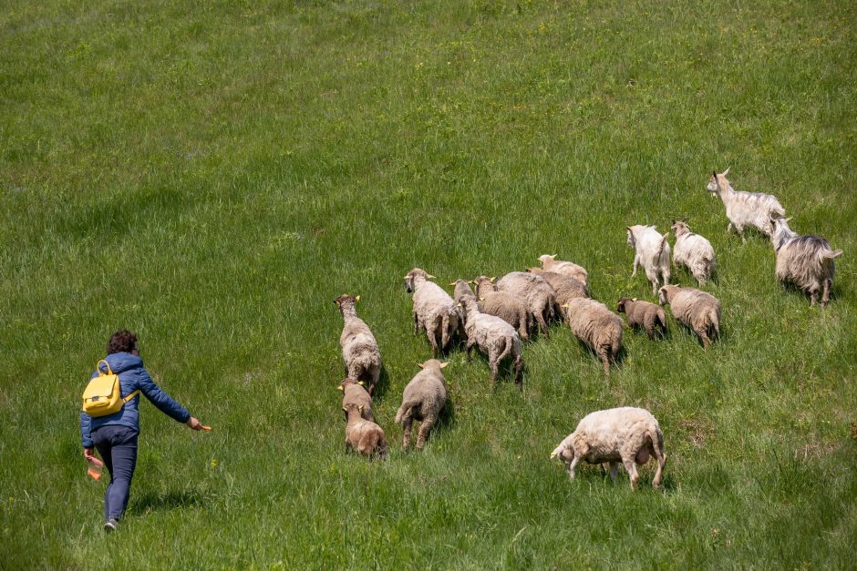 Ribiškių kraštovaizdžio draustinį „šienaus“ avys