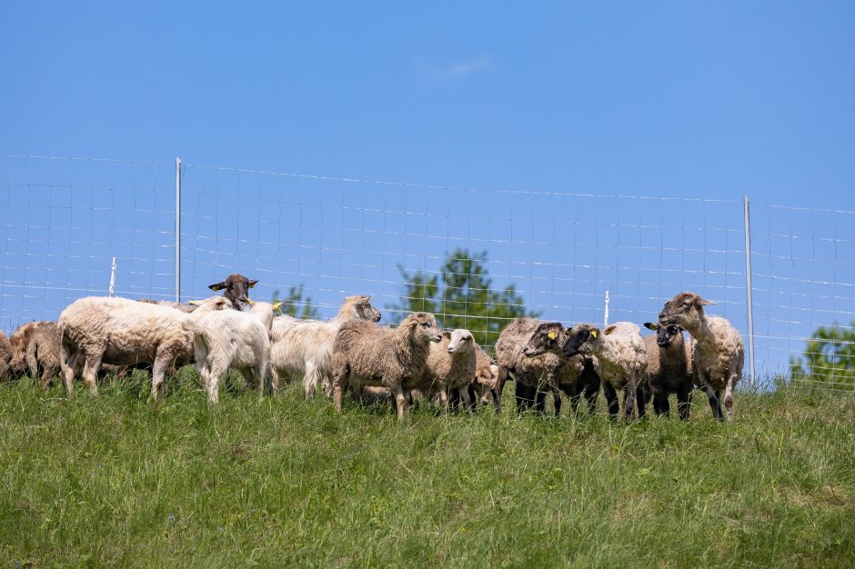 Ribiškių kraštovaizdžio draustinį „šienaus“ avys