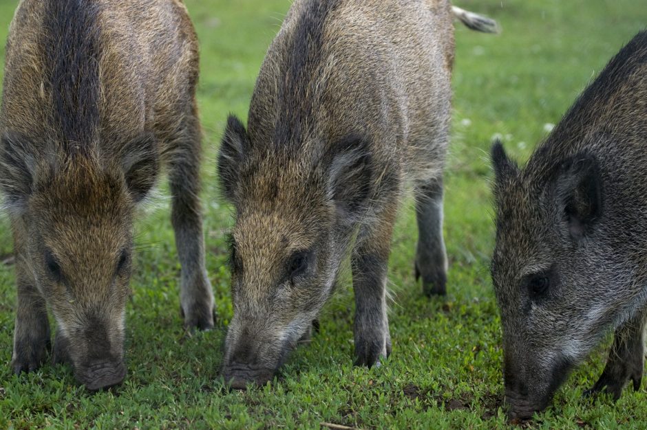 Latvijos kiaulių ūkyje užfiksuotas naujas afrikinio kiaulių maro atvejis