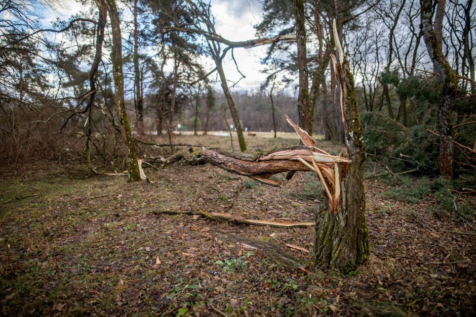 Vėjas laužo medžius, kelia biotualetus ir stendus, 20 tūkst. vartotojų – be elektros