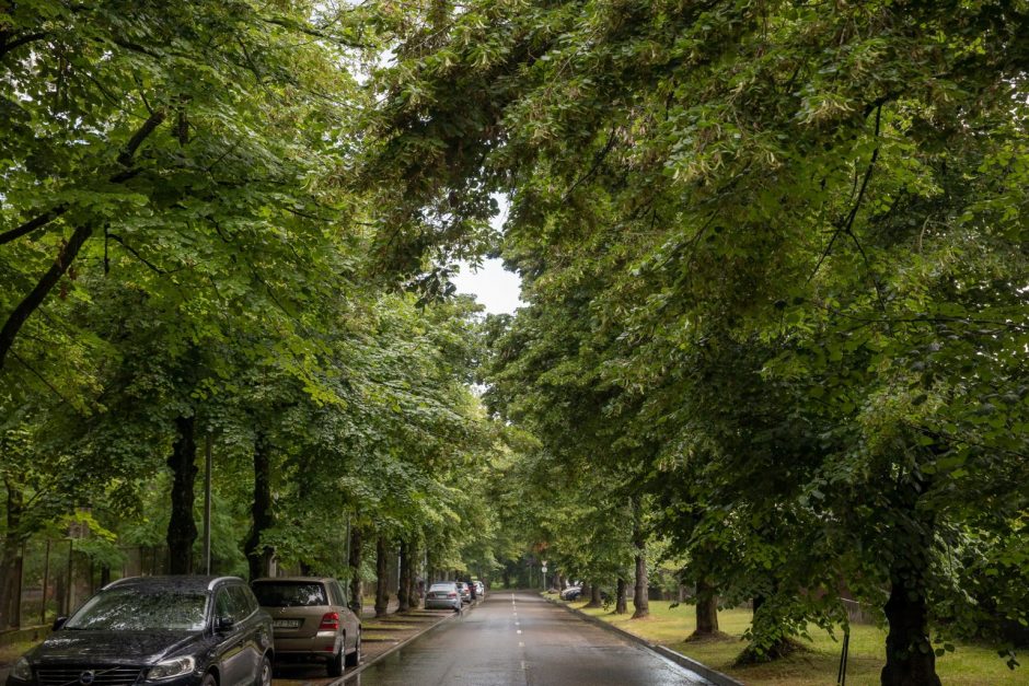 Vilniuje siekiama griežtinti galimybes kirsti medžius
