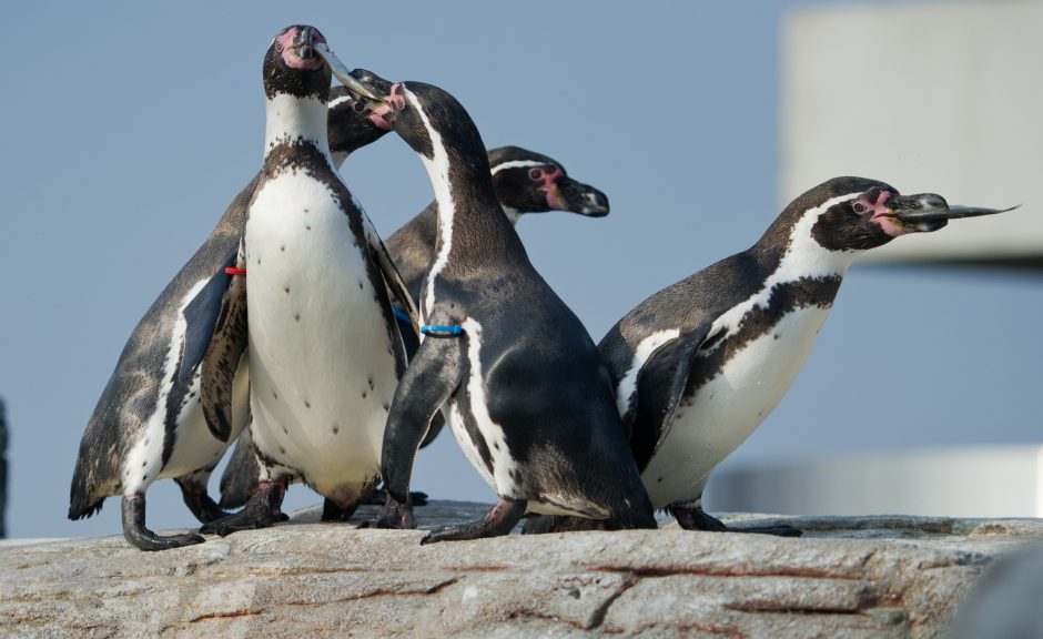 Pingvinus sunervino ištempta valties virvė