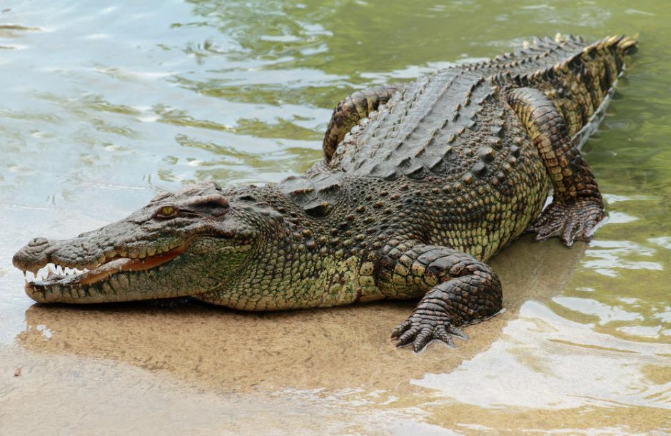 40 krokodilų pražudė į jų aptvarą įkritusį Kambodžos gyventoją 