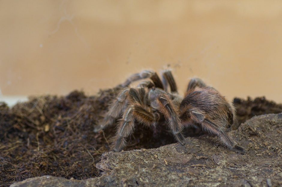 Palangoje – nariuotakojų zoologijos sodas