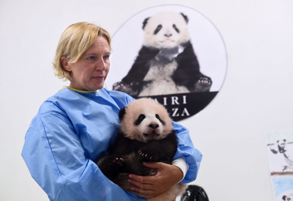 Pirmoji Belgijos panda gavo Dangaus brangenybės vardą