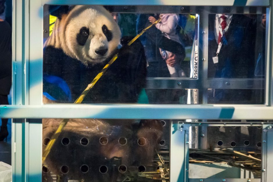 Olandijoje minios žavisi atvežta pandų pora