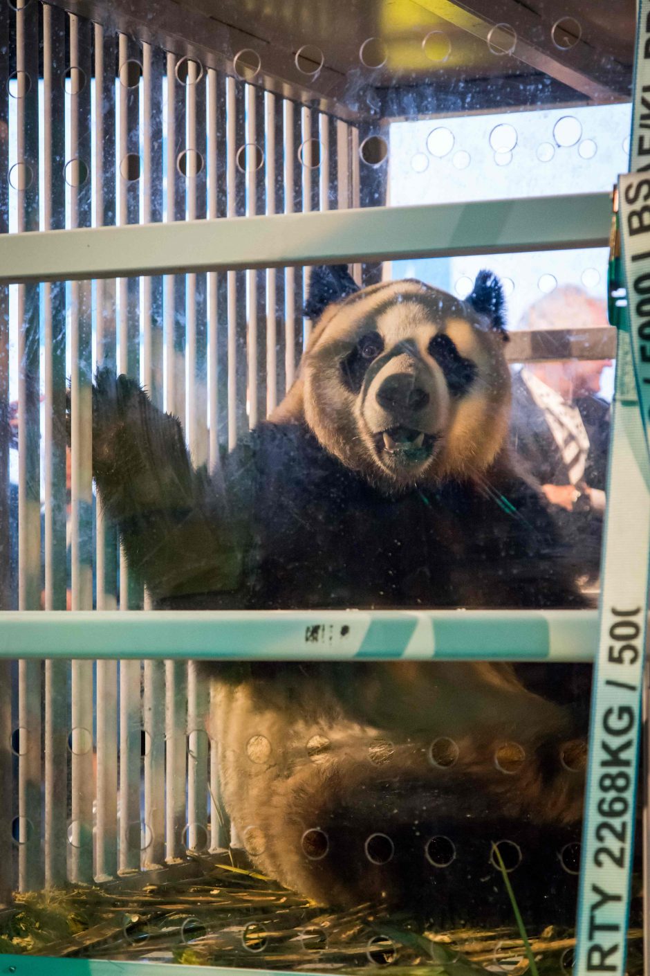 Olandijoje minios žavisi atvežta pandų pora