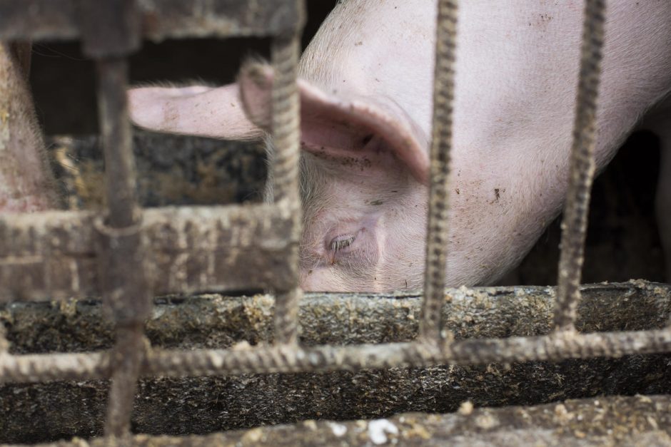 Nukentėjusiems nuo afrikinio kiaulių maro žemdirbiams – geros naujienos