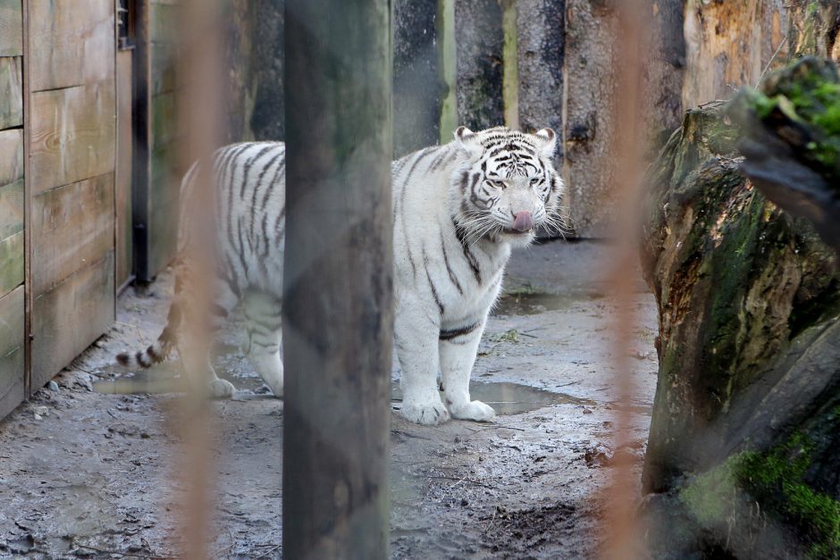 Klaipėdos Zoologijos Sode Baltoji Tigrė Atsivedė Tigriukų Kl Lt