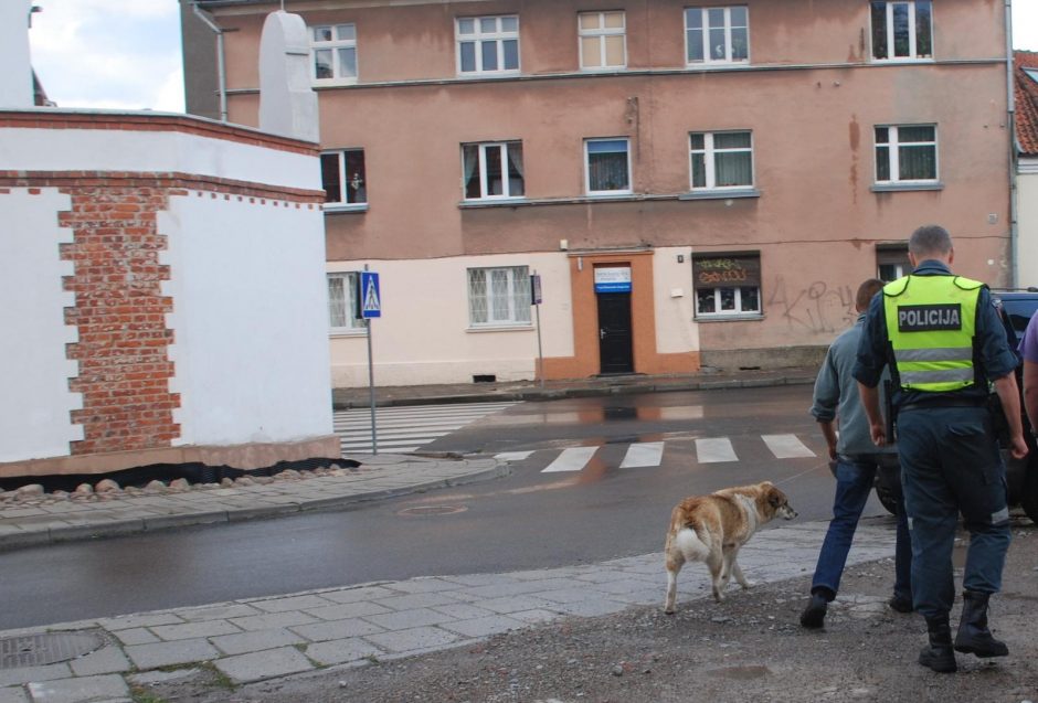 Klaipėdietės kaimynystėje – keturkojis siaubūnas