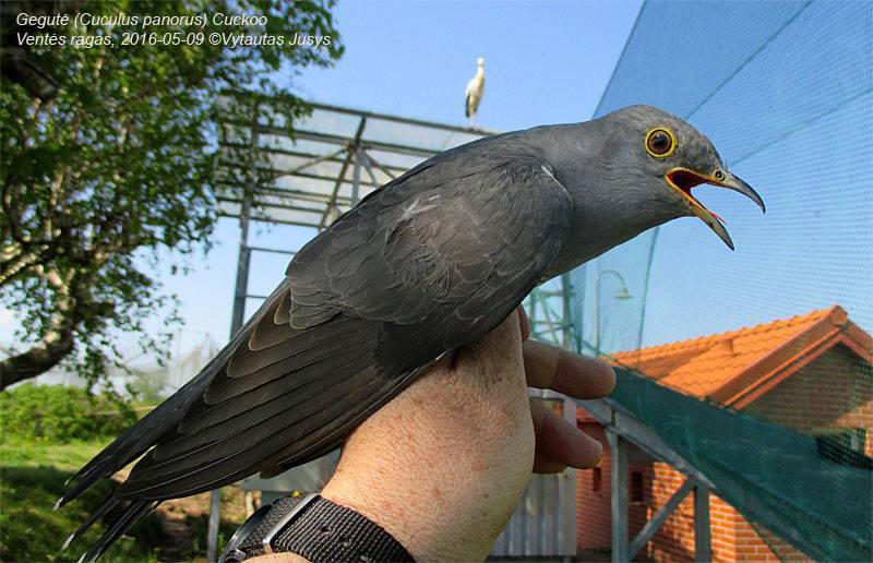 Tūkstančius paukščių sužieduojantis Vytautas: esu pričiuožęs, visi  ornitologai tokie - LRT