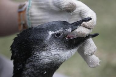 Brazilijoje žuvo 200 pingvinų