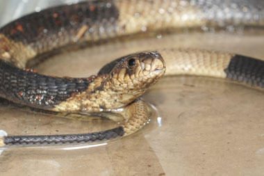 Bronkso zoologijos sodo lankytojai išrinko vardą Egipto kobrai 