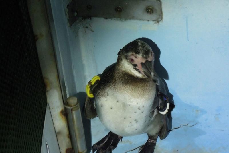 Japonijos pingvinas bėglys surastas ir grąžintas į akvariumą