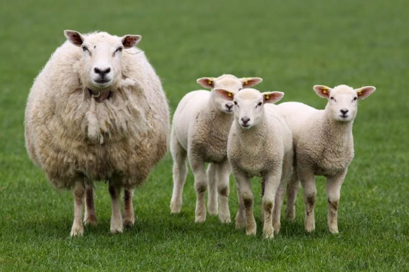 PAR ūkininkas avis aprūpino mobiliaisiais telefonais